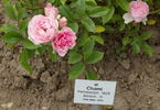 Chami rose photo