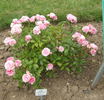 Chami rose photo