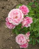 Chami rose photo