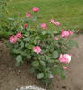 Jupiter rose photo