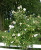 Madame Georges Bruant rose photo