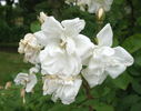 Madame Georges Bruant rose photo