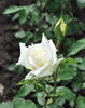 Lily Pons rose photo