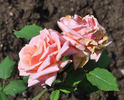 Asun Galindez de Chapa rose photo