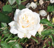 Dr. Félix Guyon rose photo