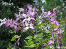 Minuet clematis photo