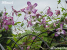 Minuet clematis photo