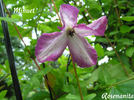 Minuet clematis photo