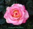 Sister Jane rose photo