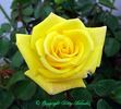 The Lighthouse rose photo