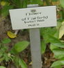 Flower of Fairfield rose photo