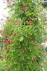 Flower of Fairfield rose photo