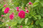 Flower of Fairfield rose photo