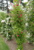 Flower of Fairfield rose photo
