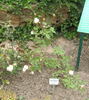 Albert Hoffmann rose photo