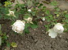 Albert Hoffmann rose photo