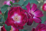 Pourpre rose photo