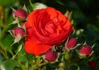 Cantario rose photo