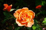 Cider Cup rose photo