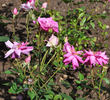 Bébé Fleuri rose photo
