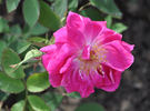 Comte de Bobrinsky rose photo
