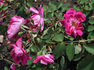 Comte de Bobrinsky rose photo
