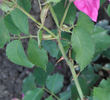 Comte de Bobrinsky rose photo