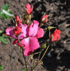 Baby Château rose photo