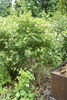 R. sicula rose photo
