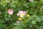 R. sicula rose photo