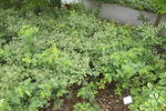 R. pimpinellifolia hispida rose photo
