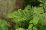 R. sweginzowii rose photo