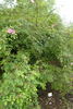 R. sweginzowii rose photo