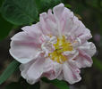 Bifera italica rose photo