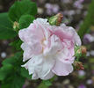 Bifera italica rose photo