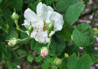 Bifera italica rose photo