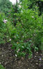Bifera italica rose photo