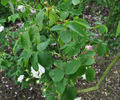 Bifera italica rose photo