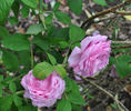 Quatre Saisons d'Italie rose photo