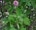 Quatre Saisons d'Italie rose photo