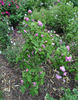 Quatre Saisons d'Italie rose photo