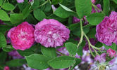 <i>Rosa borboniana</i> Desp. rose photo