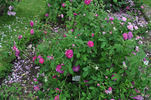 <i>Rosa borboniana</i> Desp. rose photo
