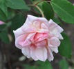 Papillon rose photo