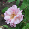 Papillon rose photo