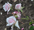 Papillon rose photo