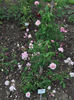 Papillon rose photo