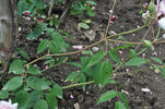 Papillon rose photo