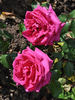 Teide rose photo