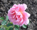 Angels Mateu rose photo
